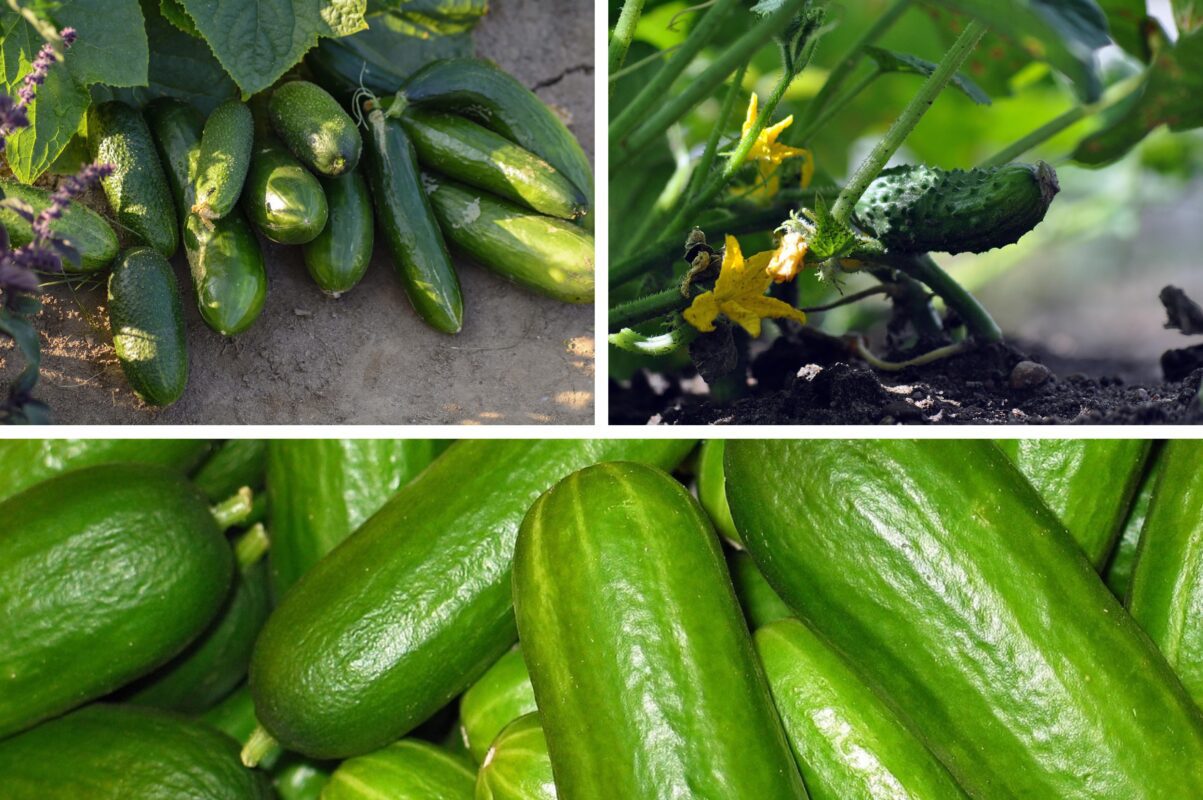 Агрономи назвали два сорти, які ідеально підходять для вирощування на Закарпатті