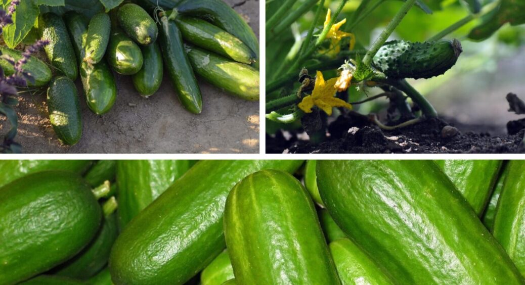 На Закарпатті садять лише 2 сорти огірків – але для Полтавщини вони НЕ підходять, і ось чому 