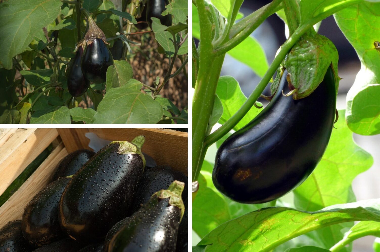 Дачники розповіли, як правильно зберігати баклажани в домашніх умовах