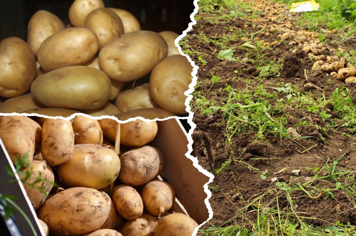 Городники розсекретили три сорти картоплі, які ідеально підходять для зберігання