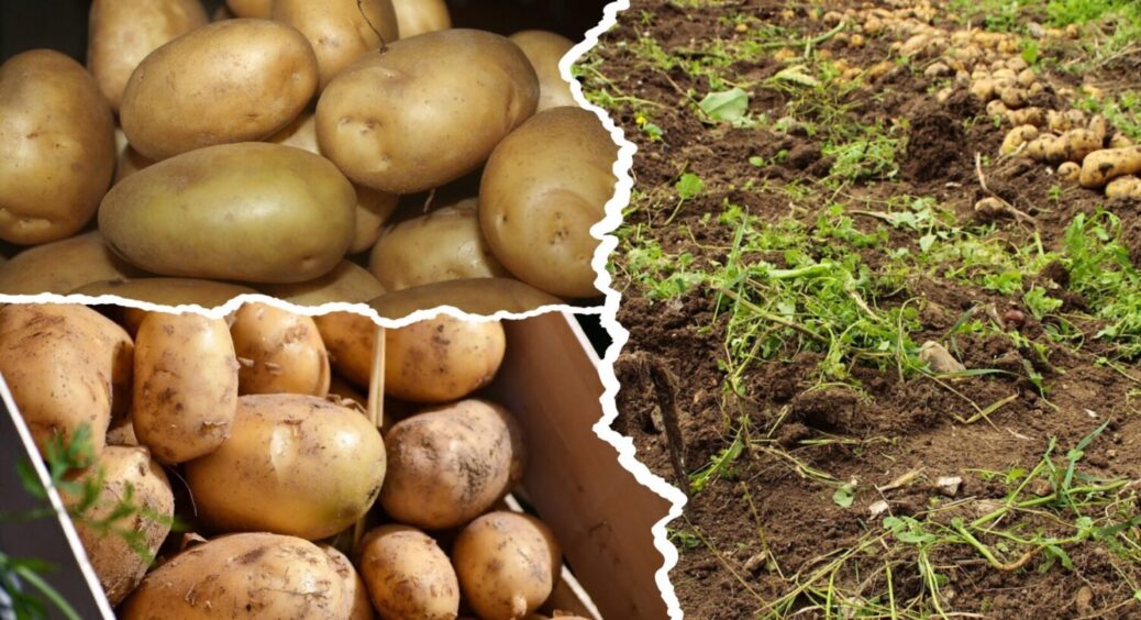 Ці 3 сорти – мої фаворити: ось яка картопля пролежить у вас понад 365 днів – мій ТОП 