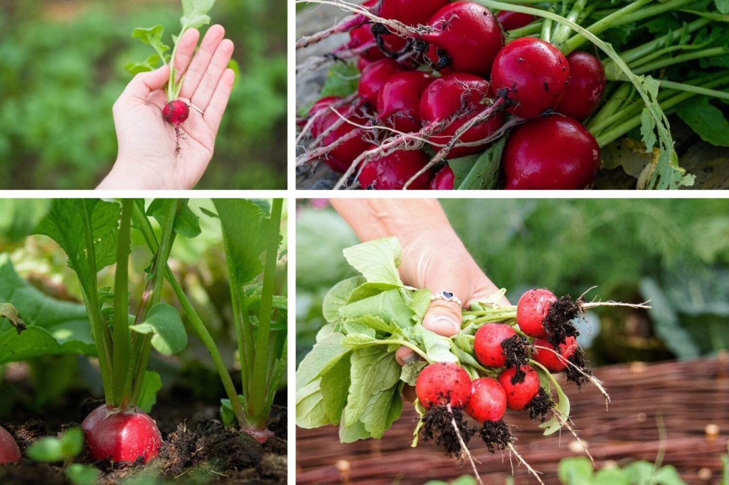 Городники розповіли, як правильно вирощувати редиску та який сорт обрати