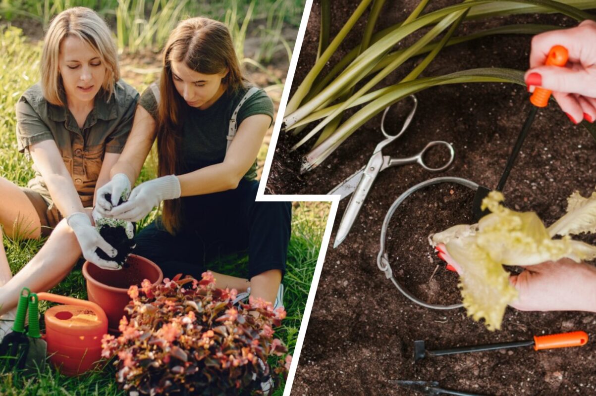 Дачники розсекретили ефективний спосіб, як захистити город від білокрилки