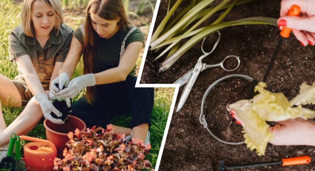 Білокрилки не буде – 3 дієві методи: ось що роблю на городі, щоб позбутись всіх шкідників 