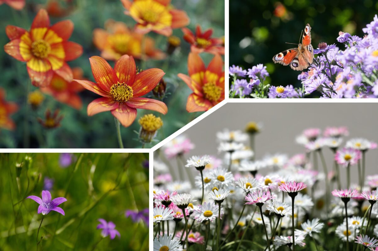 Господиня розповіла, які квіти варто посадити під зиму