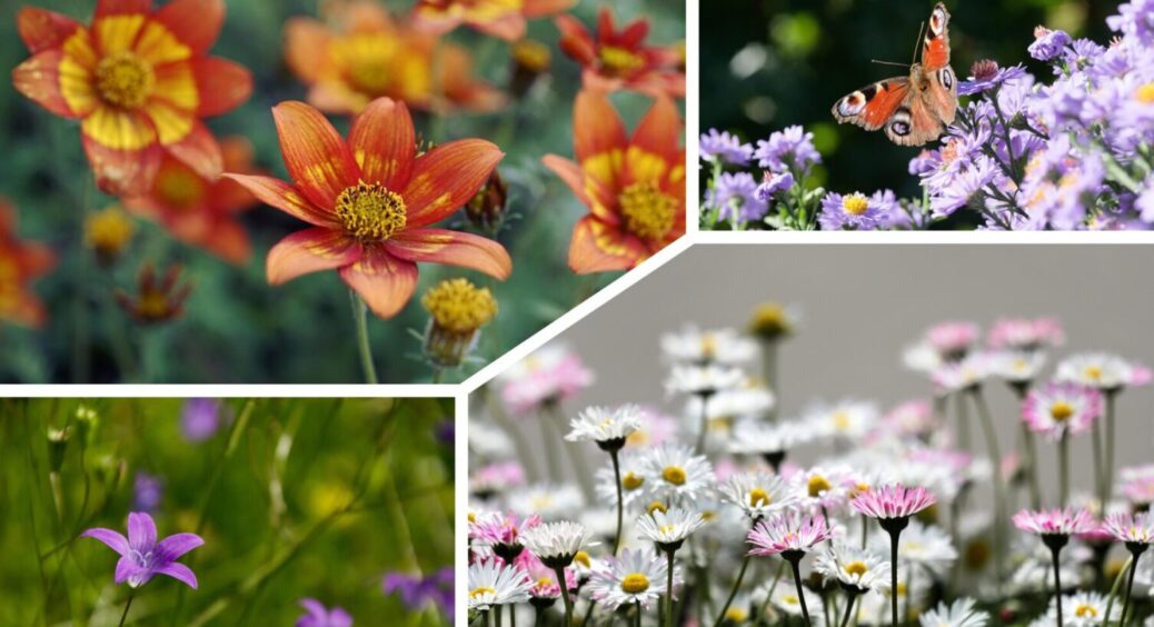 У жовтні 2025 сію оці 5 квітів: навесні 2026 не матиму мороки – ростуть і в Одесі, і в Києві 