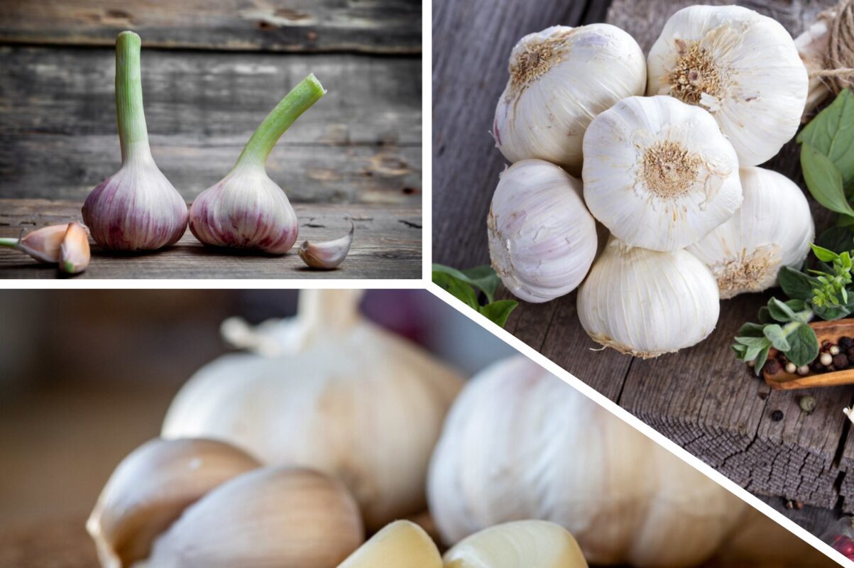 Садівники розповіли, для чого на зиму вкривати часник на городі лутрасилом