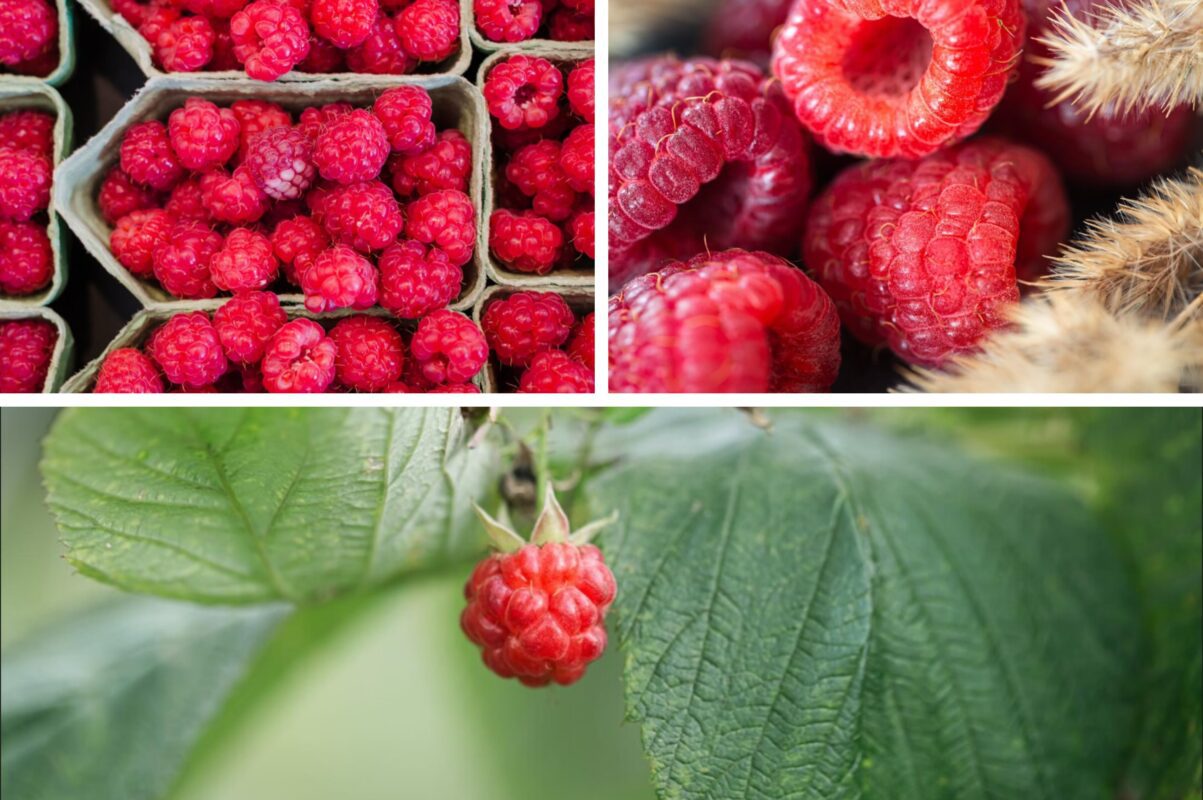 Навіщо мульчувати малину осінню