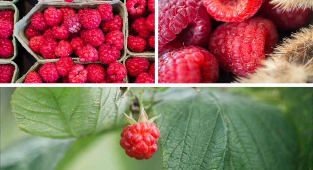 Малина буде розміром з перепелине яйце: просто закопайте під неї це – ягоди по 3 сантиметри 