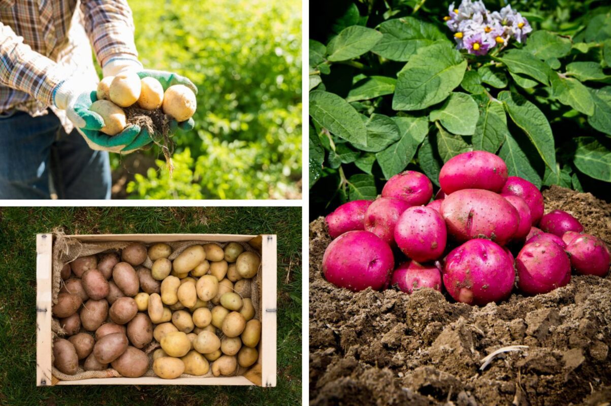 Агрономи назвали пʼять найкращих сортів картоплі, які завжди дають рясний врожай