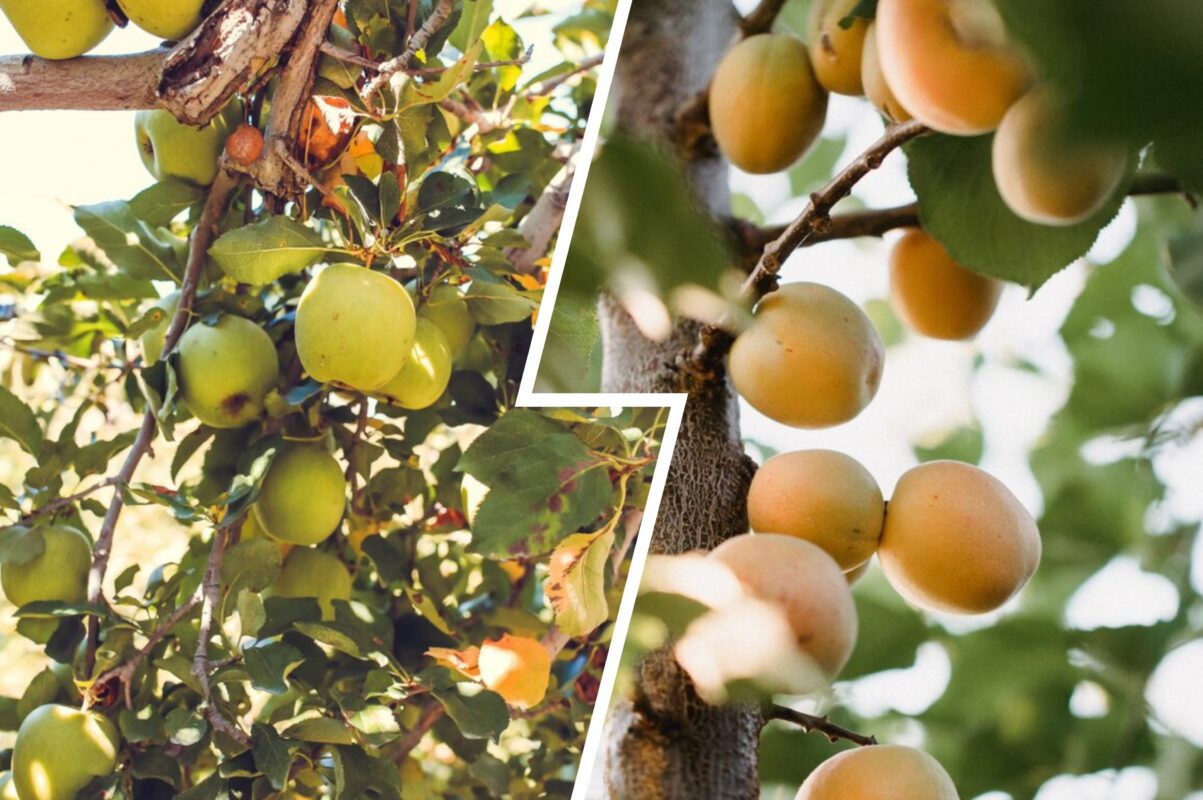 Садівники назвали найсприятливіші дні для посадки плодових дерев у жовтні 2025