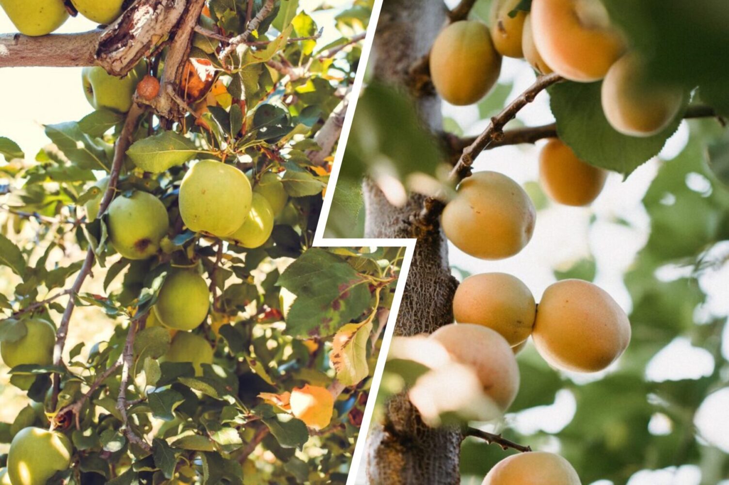 Садівники назвали найсприятливіші дні для посадки плодових дерев у жовтні 2025