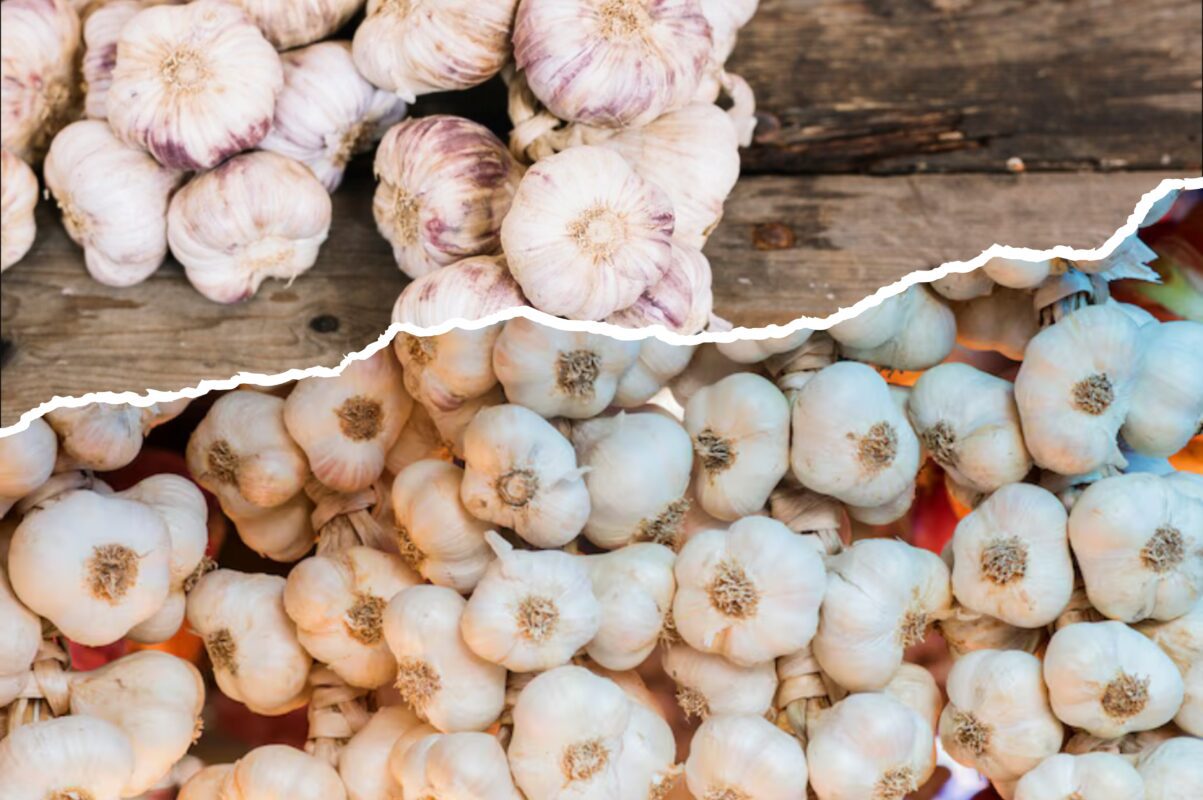 Агроном розповів, як правильно посадити часник під зиму