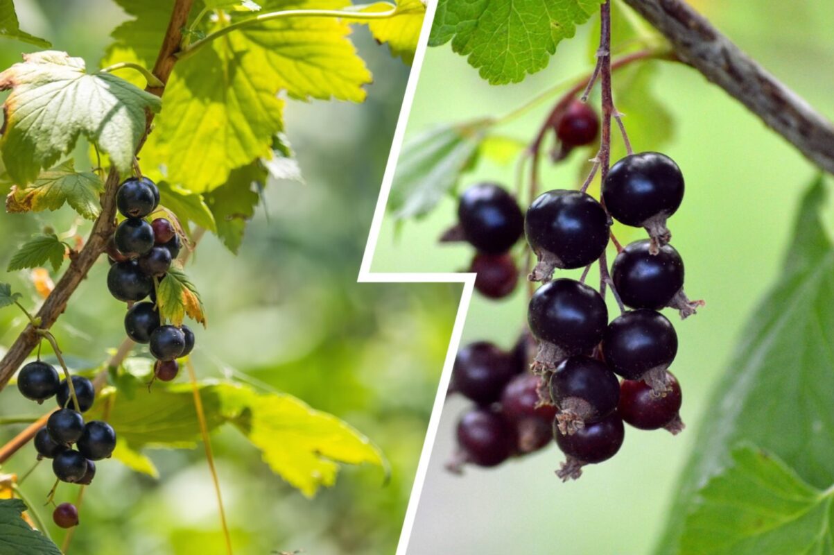 Садівники розсекретили найкраще добриво для смородини восени 2025