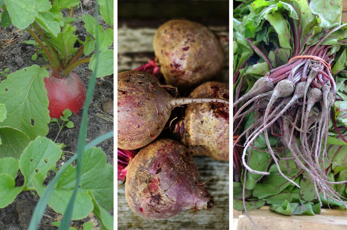 Агрономи назвали найурожайніший сорт буряка, який невибагливий у догляді