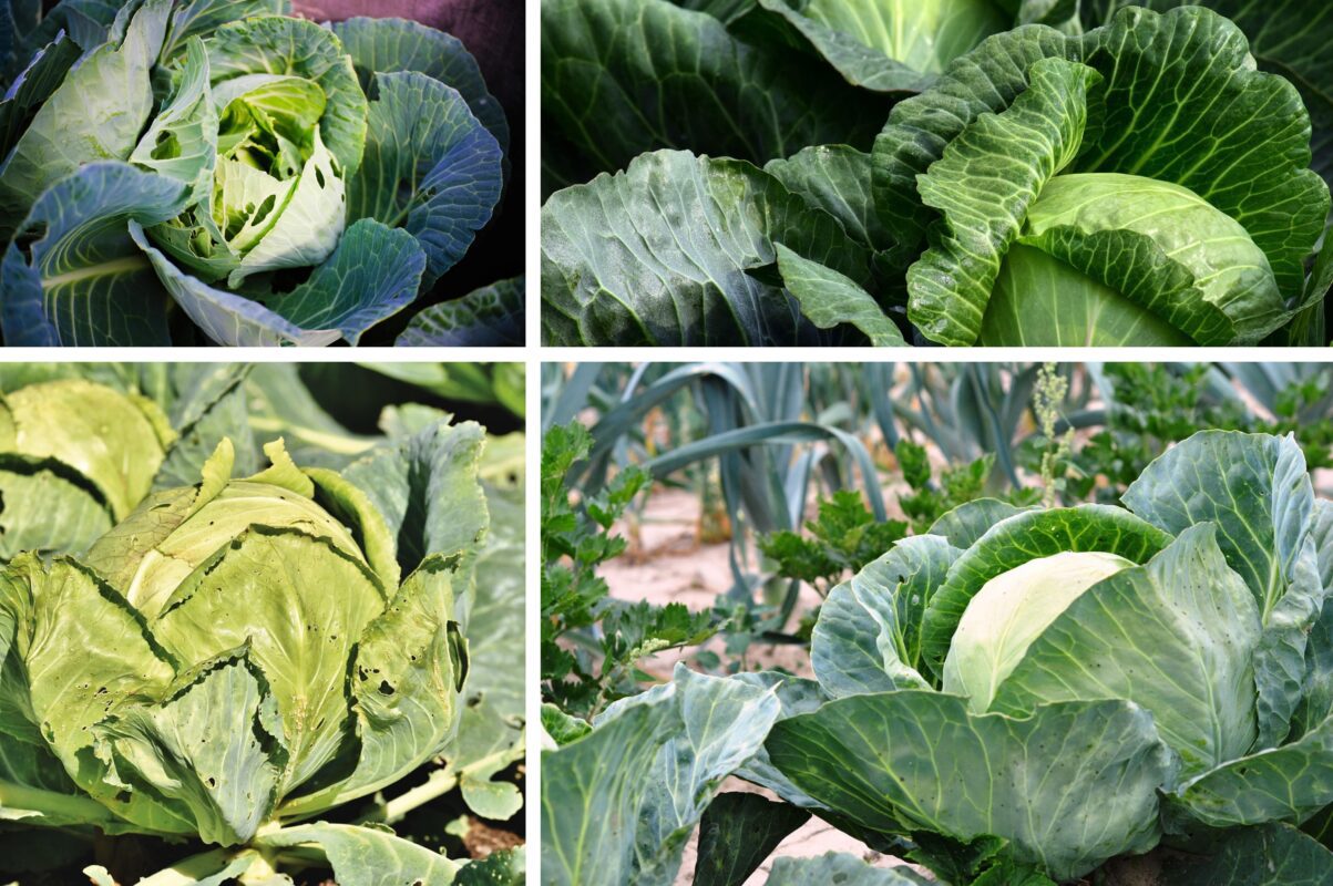 Експерт розповів, які сорти капусти варто висадити наступного року