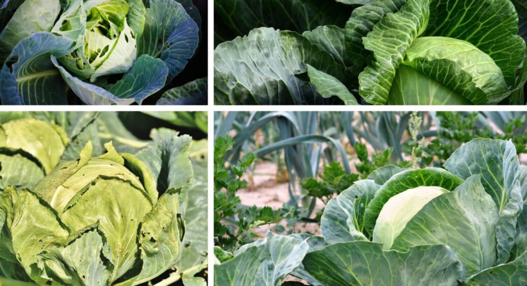 З року в рік саджаю лише їх: сорти капусти, які перевершили всі очікування — рекордсмени 2025 