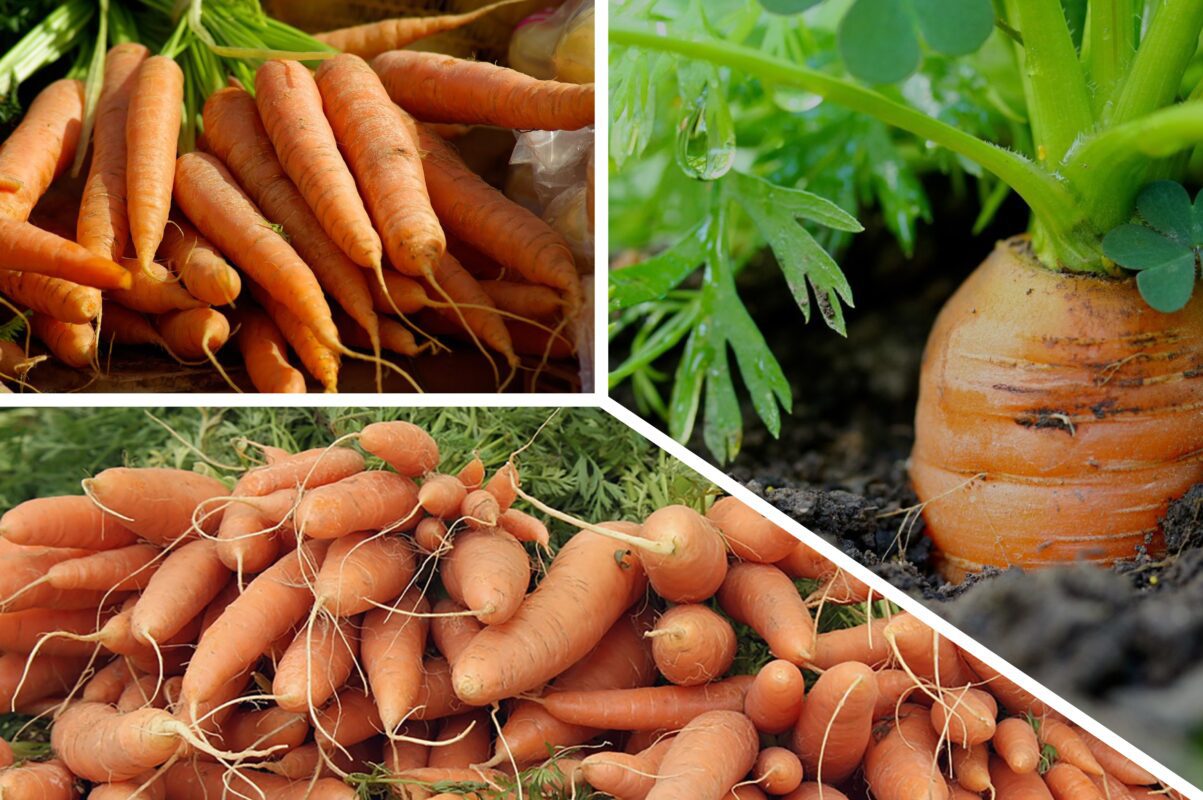 Агрономи назвали найурожайніші дати для посіву моркви під зиму в 2025-му