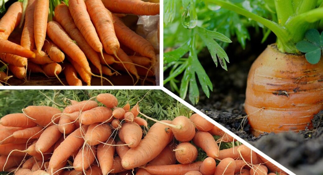 З року в рік саджаю лише їх: 5 сортів моркви, які обирають агрономи – солодше не знайти 