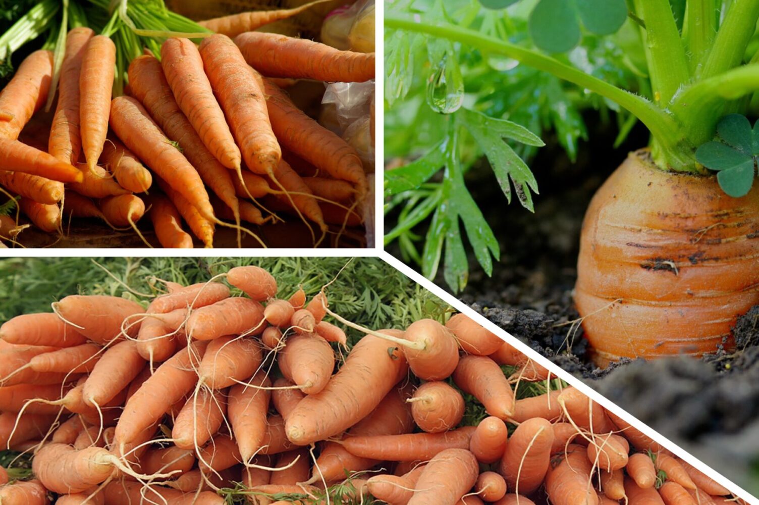 Агрономи назвали найурожайніші дати для посіву моркви під зиму в 2025-му
