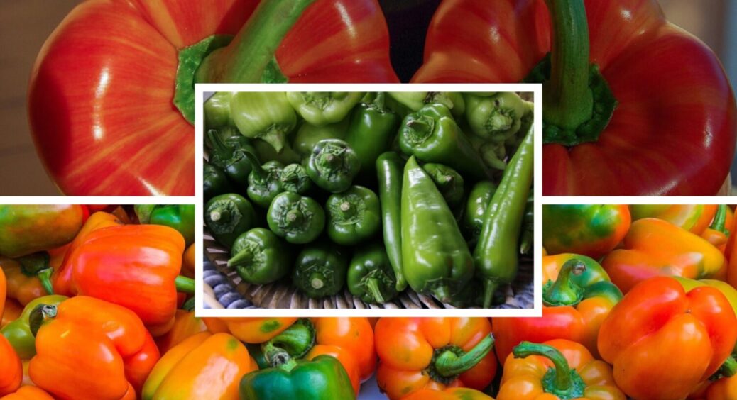 З року в рік висаджую ці 4 сорти: цей перець перевершить всі ваші очікування – чемпіони 2026 