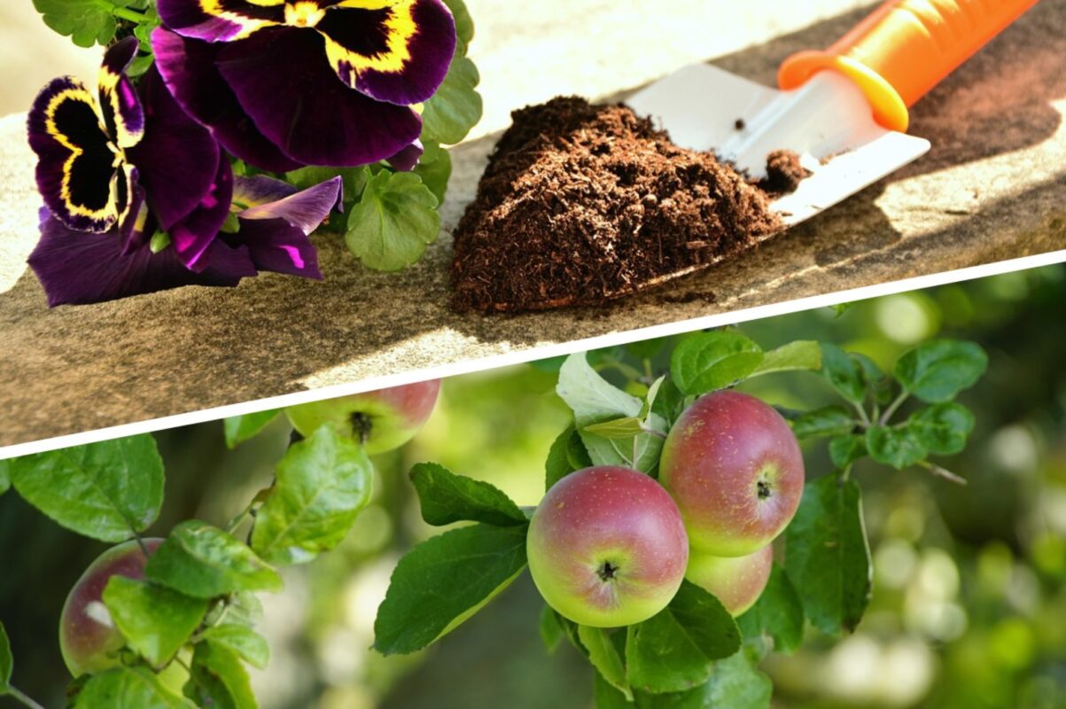 Городники розсекретили овочі й фрукти, які можна посадити у жовтні 2025