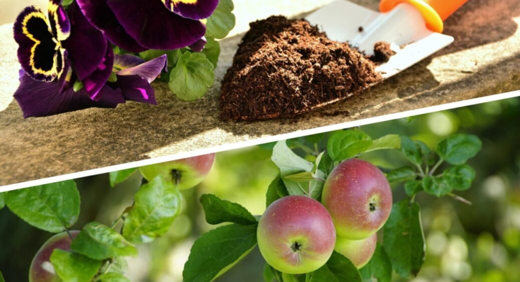 У жовтні ще маєте час! Що посадити на городі та в саду восени 2025 – список культур 