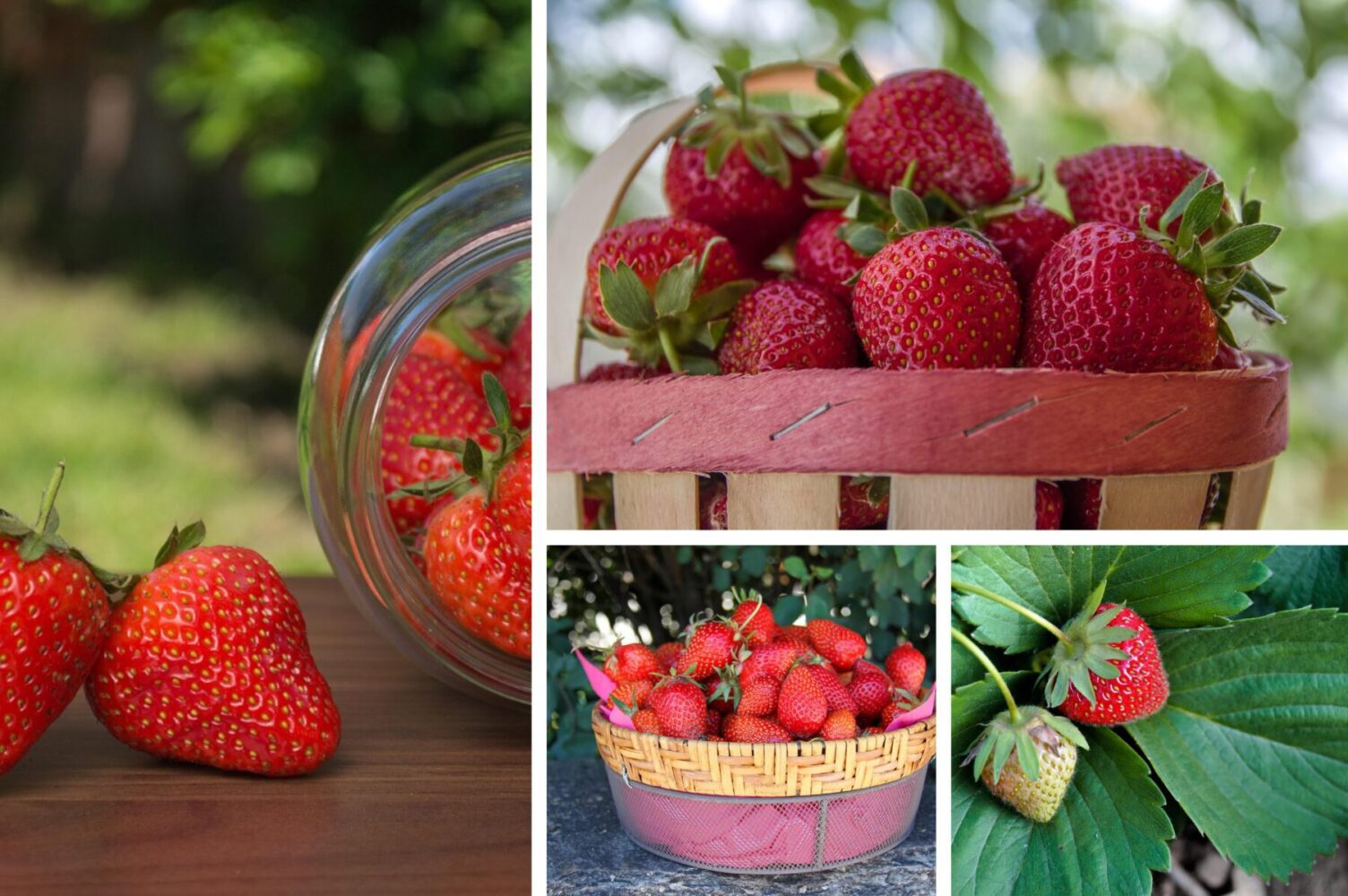 Садівники розповіли, як правильно висаджувати полуницю в ґрунт