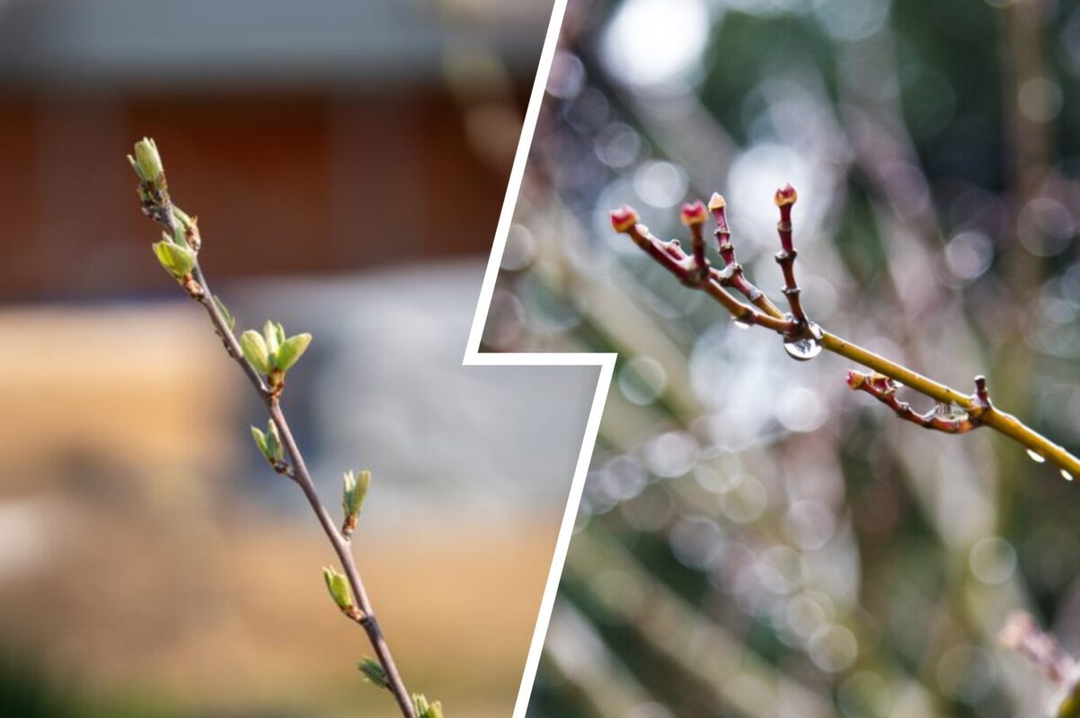 Експерти розповіли, чому не можна висаджувати вербу біля будинку