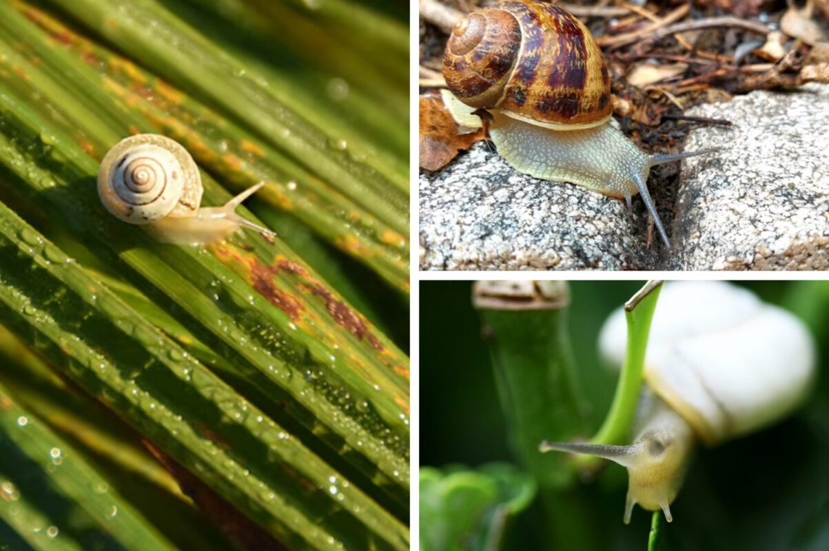 Городники розповіли, як позбутись слимаків і равликів з ділянки
