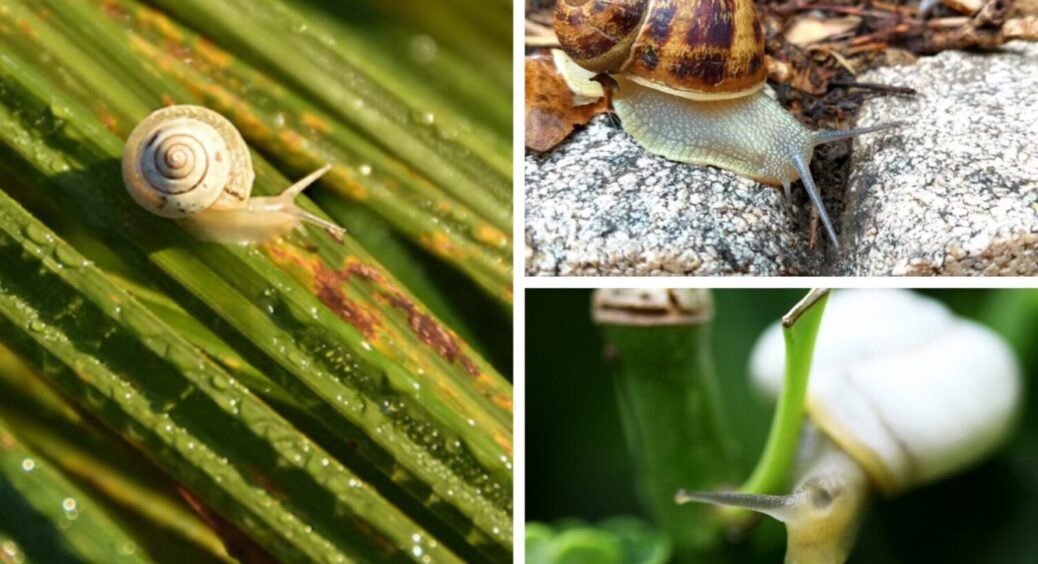Слимаки і равлики + 1 ЧУДО-засіб: як прибрати ВСІХ шкідників з ділянки за 5 хвилин 