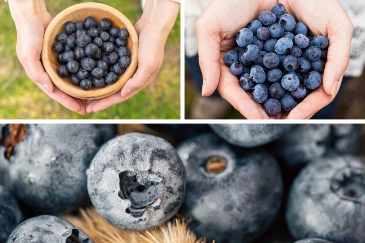 Садівники назвали три найкращі сорти лохини, які дають щедрий врожай завжди