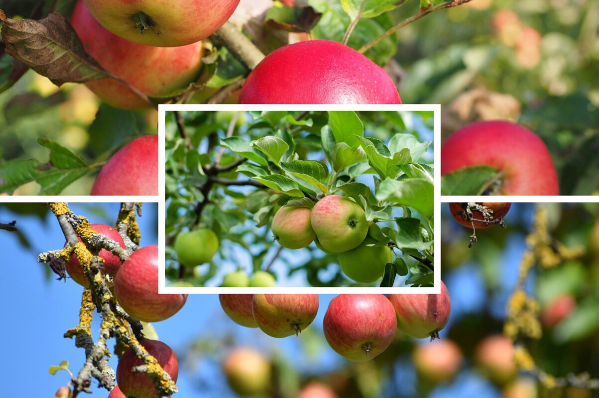 Експерт розповів, які добрива не любить яблуня