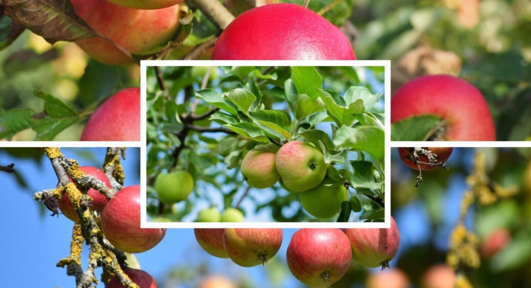 1 суміш на заміну десяткам лайфхаків: завжди обробляю яблуню у жовтні цим, і вона здорова 