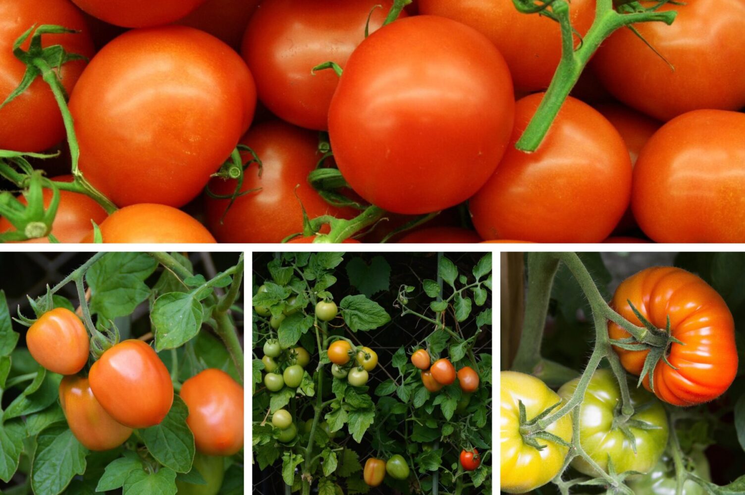 Городники назвали чотири найкращі сорти томатів для вирощування