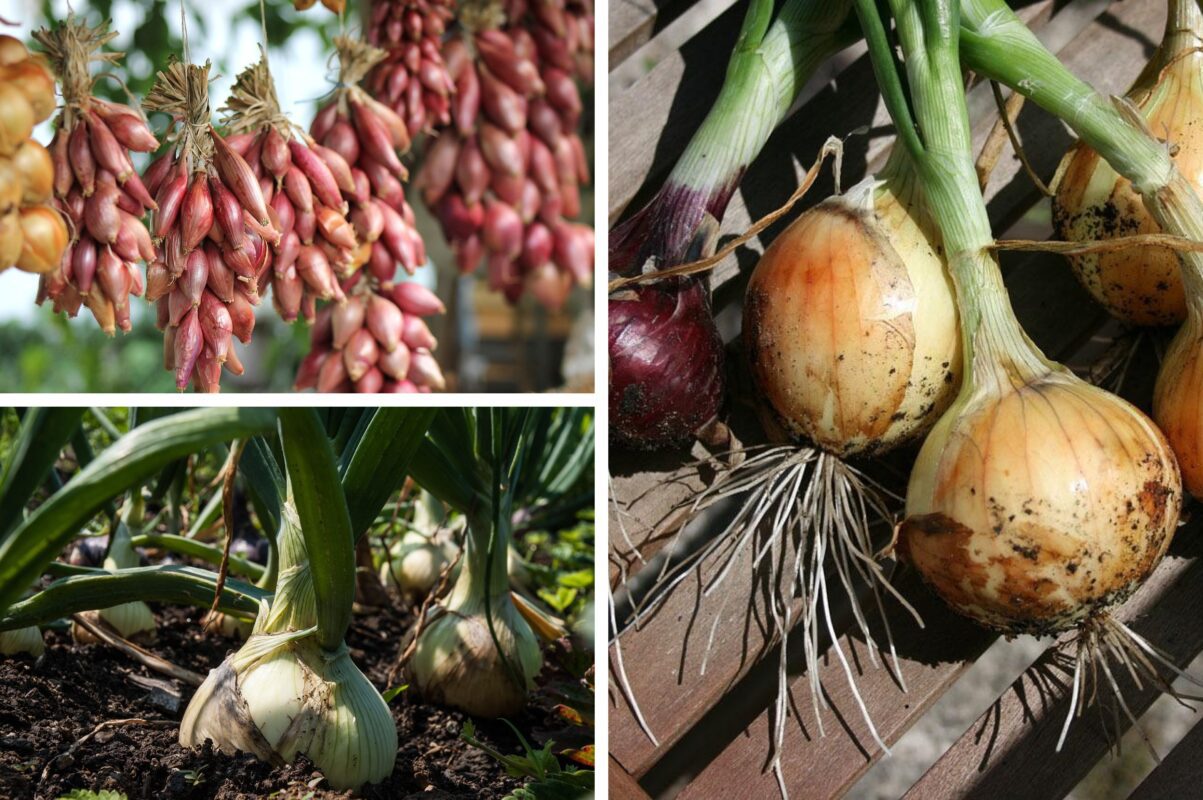 Городники розповіли, як зберегти врожай цибулі на довгі місяці