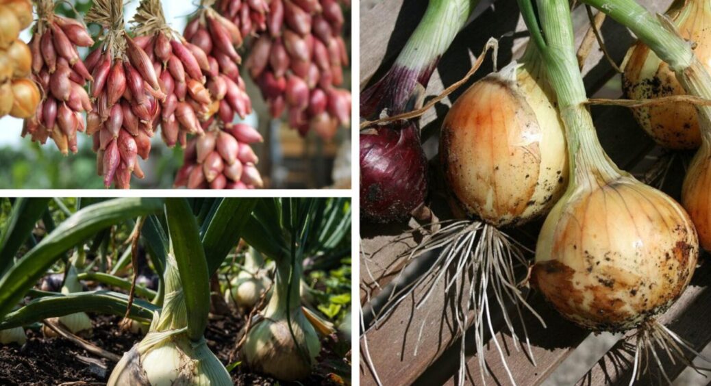 Буде свіжою понад 9 місяців: 3 моменти, як зберегти врожай цибулі на довгий час 