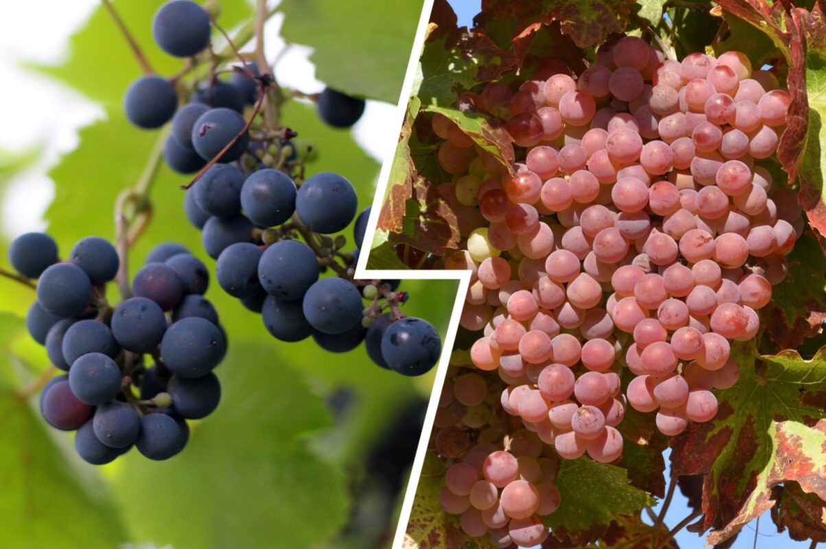 Господиня розповіла, як зберігати урожай винограду