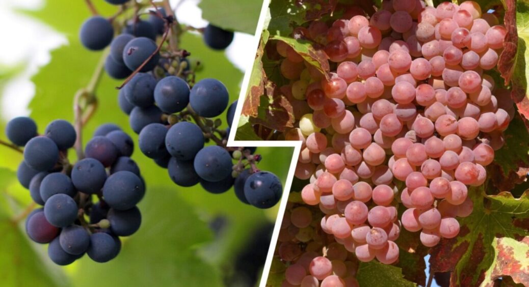 Цей 1 сорт винограду – найкращий з найкращих: невибагливий у вирощуванні, а врожай РЕКОРДНИЙ 