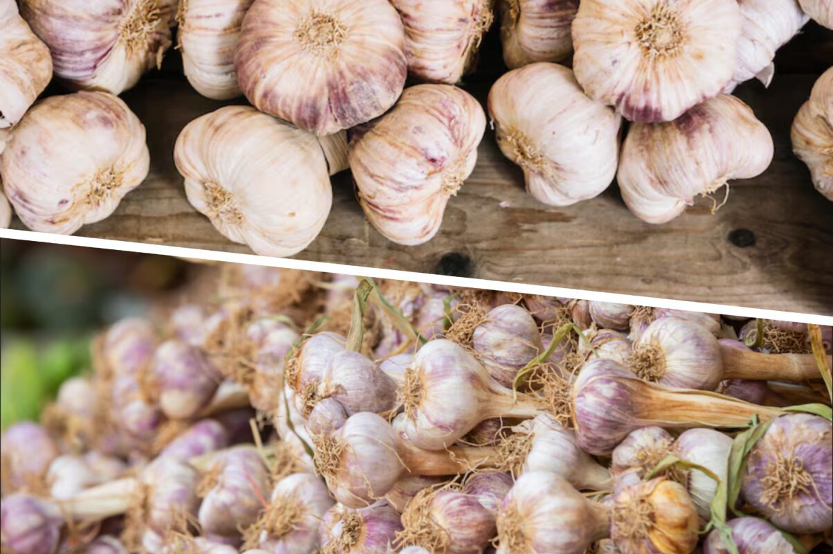 Садівники розповіли, в які дні жовтня-2025 посадити часник на зиму