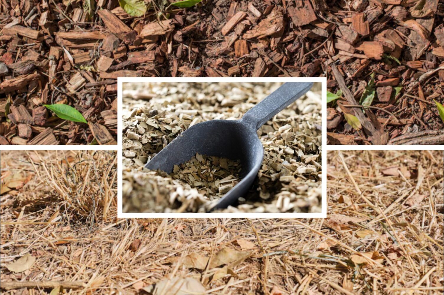 Експерт розповів, яке мульчування зробити для ягідних грядок