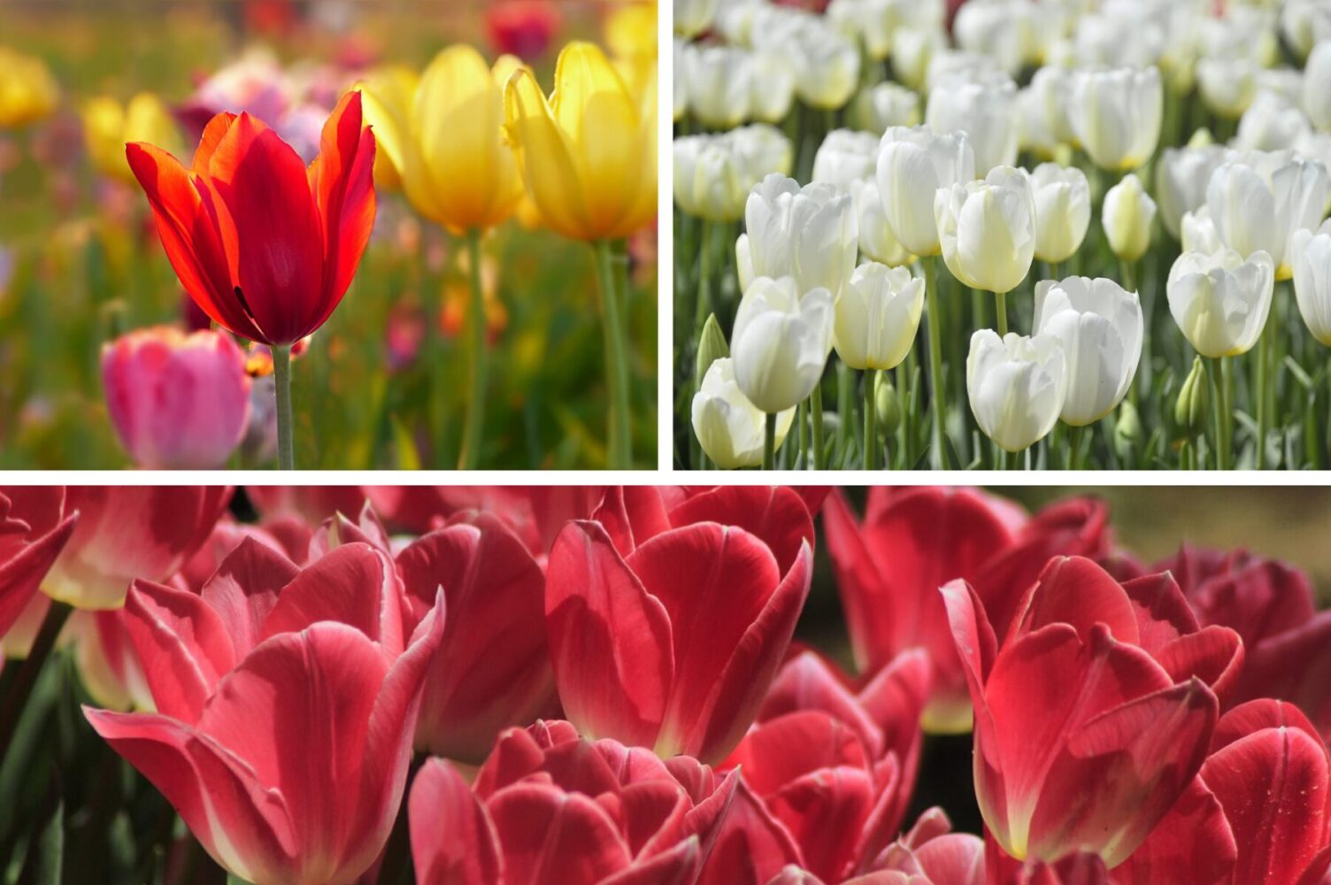 Садівники розсекретили одну помилку, через яку тюльпани не зацвітуть ніколи