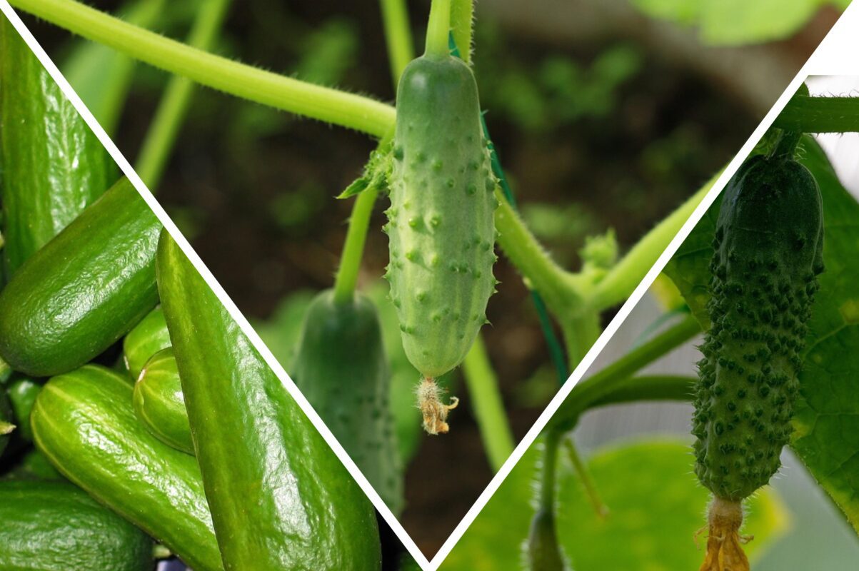 Агрономи виділили найкращі сорти огірків для вирощування – невибагливі у догляді