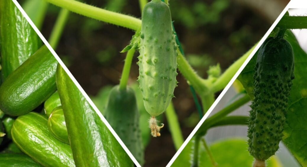 Ці 5 вирощую з року в рік: які сорти огірків вродять і в посуху, і в спеку – стабільно дають МЕГА врожай 