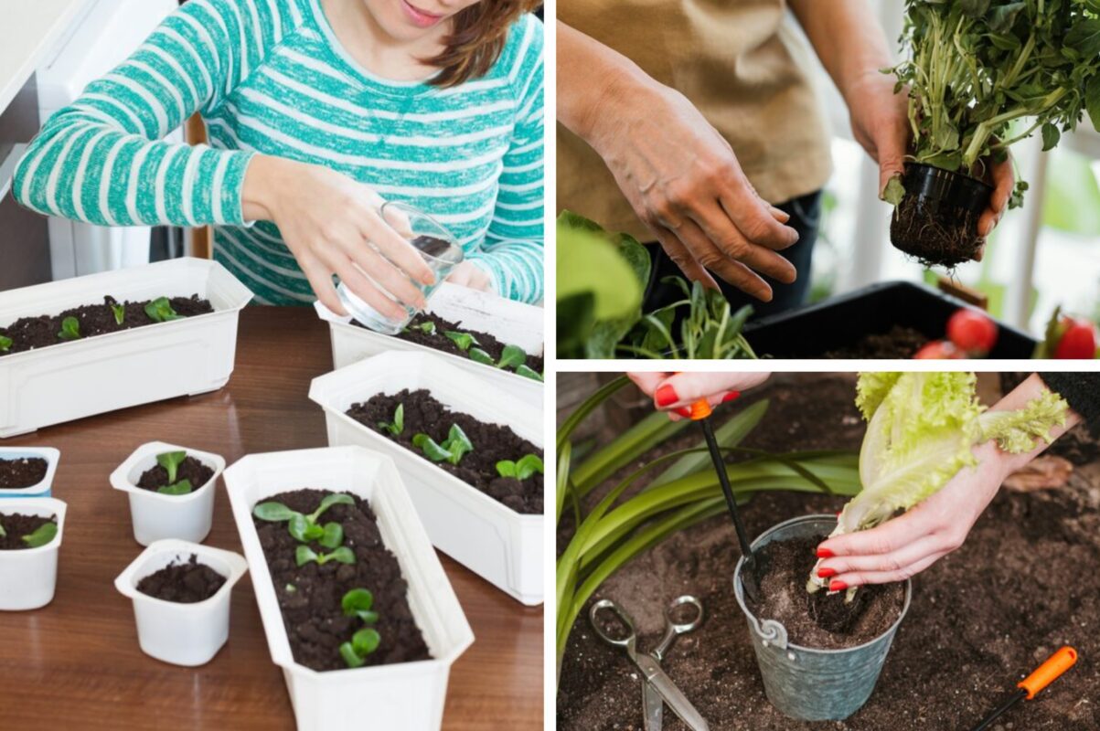 Городники назвали овочі, які можна вирощувати в домашніх умовах на підвіконні