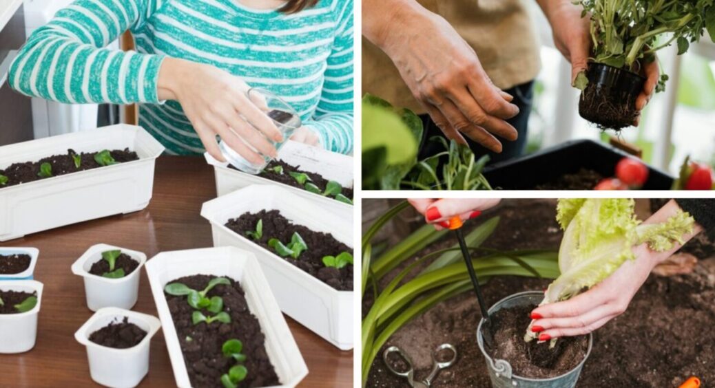 Ці 5 овочів вирощую вдома на підвіконні: свіжий врожай є завжди – вродять і в спеку, і в холод 