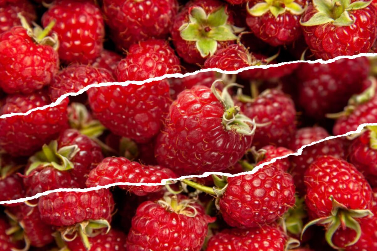 Агроном розповів, навіщо висаджувати малину саме в жовтні