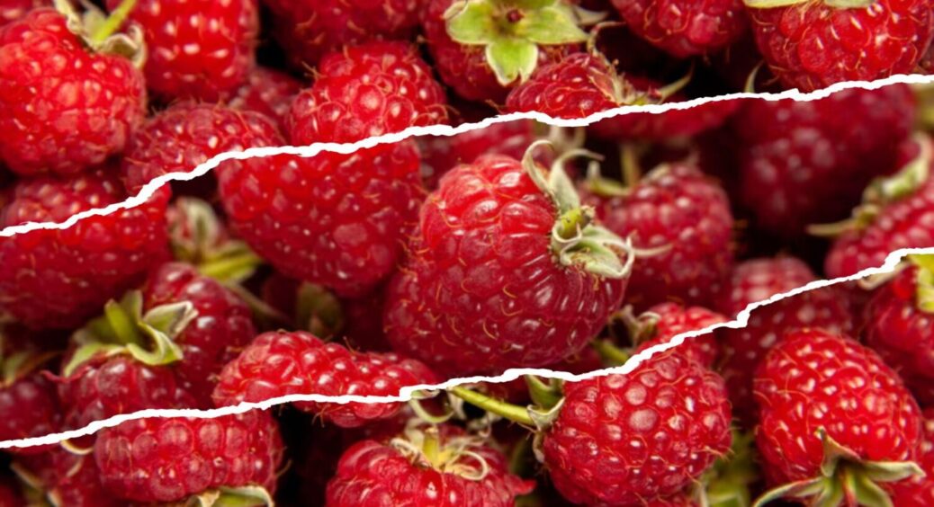 Висаджую малину тільки в жовтні, і ось чому: 2 переваги, про які агрономи більше не мовчать 