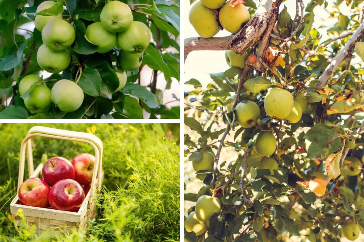 Садівники розсекретили три найсолодші сорти яблунь для висаджування