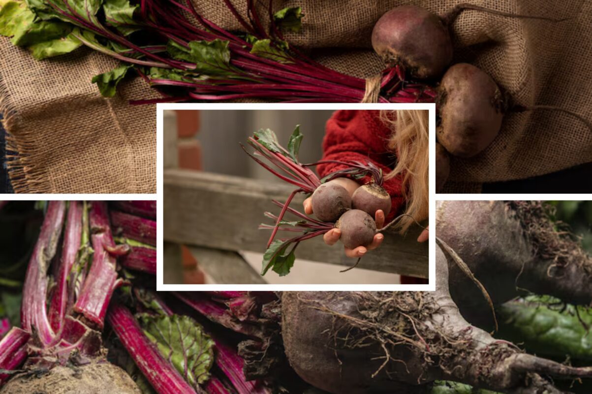 Агрономи назвали найурожайніший та найсолодший сорт буряка для вирощування